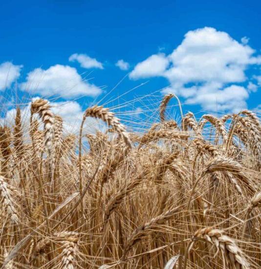 wheat field.